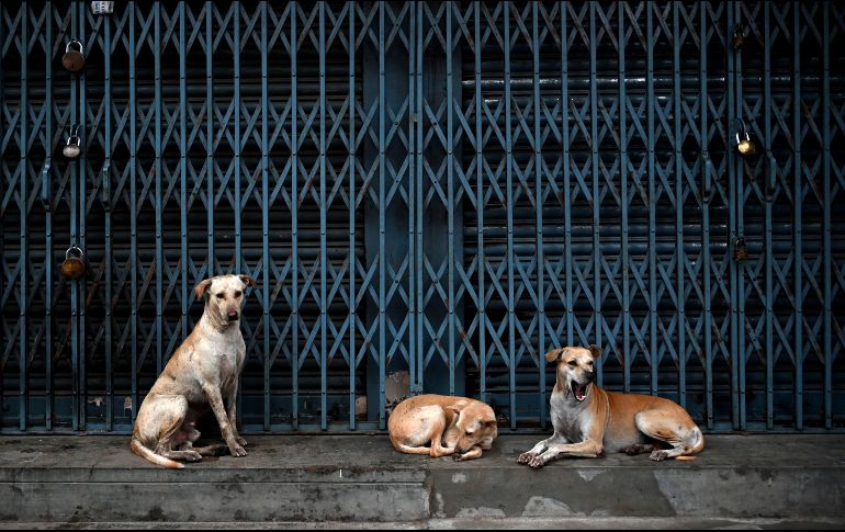 La sobrepoblación de perros y gatos en situación de calle, constituye, entre muchos otros, un problema de salud pública grave para los ayuntamientos. AFP / ARCHIVO