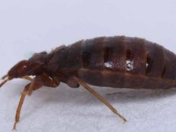 Europa ha reportado una plaga de chinches. AP