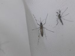 Se pide a la población que realice acciones básicas en casa para evitar la proliferación del dengue. EFE / ARCHIVO
