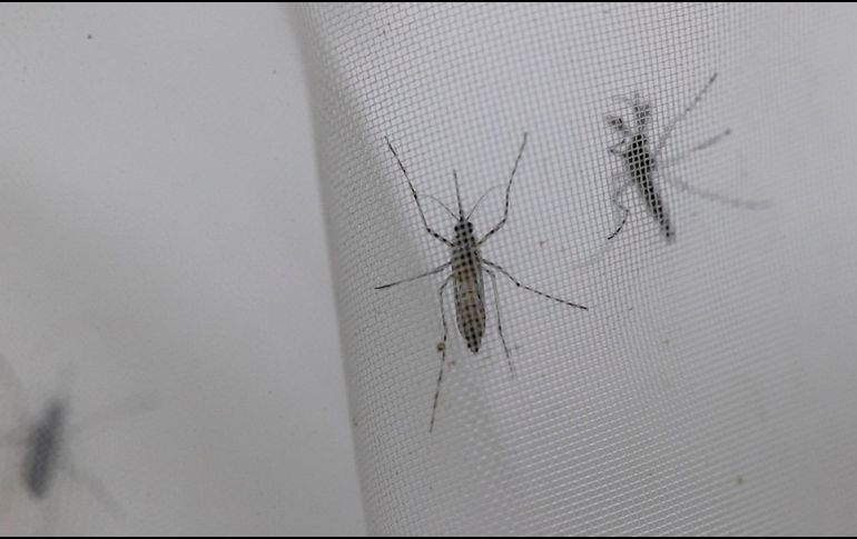 Se pide a la población que realice acciones básicas en casa para evitar la proliferación del dengue. EFE / ARCHIVO