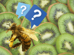 Las abejas podrían considerarse maltratadas cuando se habla de la polinización del kiwi. ESPECIAL / PIXABAY vía Photomix