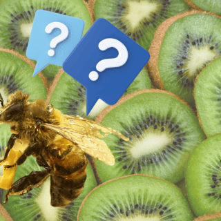 Por esta razón, los kiwis no se consideran aptos para veganos