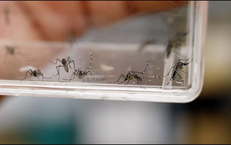 El control biológico es una estrategia considerada como no nociva para el medio ambiente. EFE / ARCHIVO