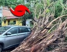 Un árbol caído casi aplasta a un vehículo en Puerto Vallarta tras el paso del huracán 