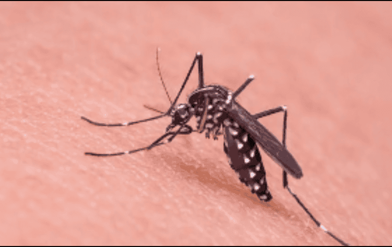 El dengue es una enfermedad transmitida pro el mosquito y actualmente no hay vacuna para combatirlo. ESPECIAL/ @diario de Yucatán.