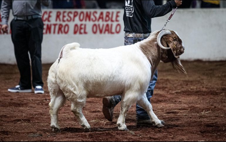 En la Expo Ganadera habrá exposición de distintos tipos de ganado como el bovino, caprino, ovino y equinos. EL INFORMADOR/ H. Figueroa.