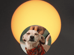 Recuerda que una mascota es parte de la familia y su cuidado y protección también es importante. EFE/Archivo