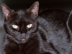 Como con todas las supersticiones, que el número 13 no tiene una connotación negativa, por lo menos en fundamentos científicos, y se trata más de una creencia que se ha popularizado. EL INFORMADOR / ARCHIVO