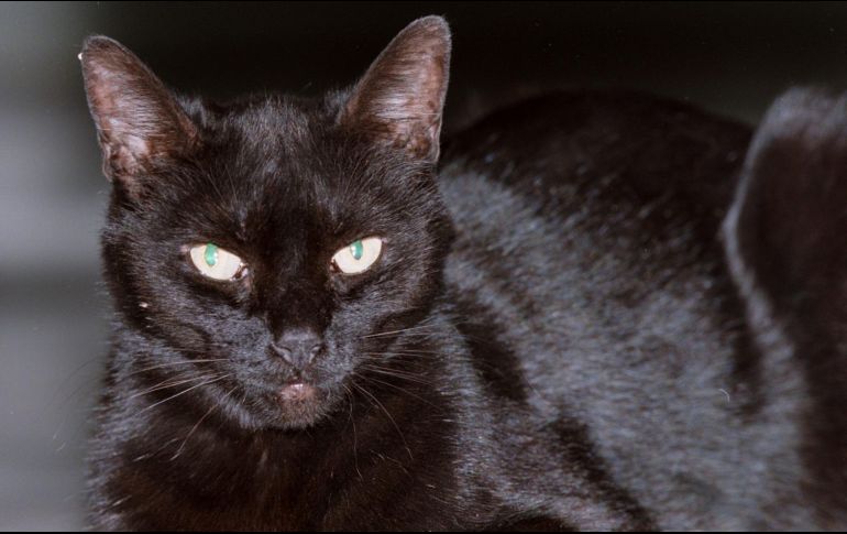 Como con todas las supersticiones, que el número 13 no tiene una connotación negativa, por lo menos en fundamentos científicos, y se trata más de una creencia que se ha popularizado. EL INFORMADOR / ARCHIVO