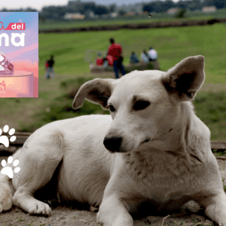 Un santuario para despedir a los perrhijos y gathijos