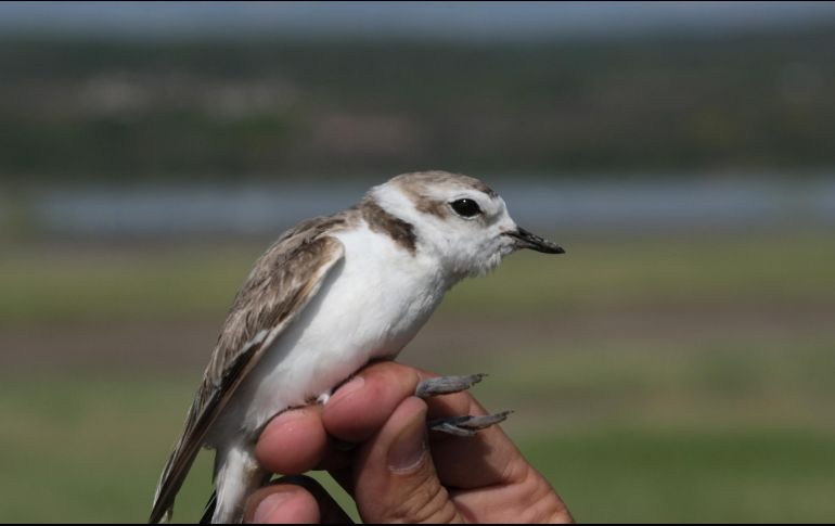 Monitoreo de aves migratorias para la conservación de ecosistemas. ESPECIAL / SEMADET.