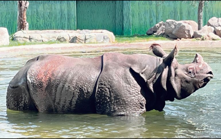 El rinoceronte indio es una especie amenazada por la destrucción de su hábitat. CORTESÍA