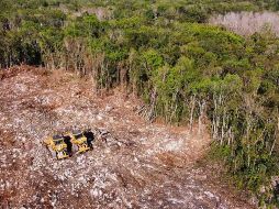 Aunque se aseguró que la obra se desarrollaría paralela a la carretera, al final las autoridades cambiaron el trazado para mandarlo justo en medio de la selva. SUN / ARCHIVO
