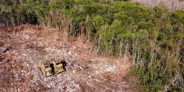 Tren Maya: se han derribado más de 10 millones de árboles para ...