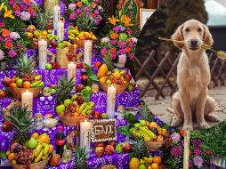 Las mascotas también son recordadas en el Día de Muertos. SUN/ ARCHIVO/ ESPECIAL/Foto de Richard Brutyo en Unsplash