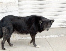 En Perú se ha detectado un caso de rabia humana en Arequipa. EL INFORMADOR/ ARCHIVO.