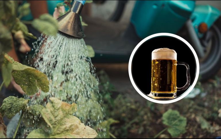 El utilizar cerveza en las plantas atrae a insectos benéficos como avispas y caracoles con el objetivo de controlar y evitar las plagas de tus plantas. Pixabay / Jonathan Kemper