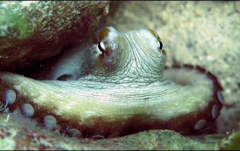 El pulpo maya genera en la región unos 20 mil empleos y una derrama económica de 2 mil millones de pesos anuales. ESPECIAL / INP