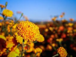 Hoy en día existen varios tipos de cempasúchil, el cual puedes conseguirlo en diferentes lugares y diferentes precios, algunas flores más económicas que otras dependiendo de su presentación. Pixabay / JimmyAguilar