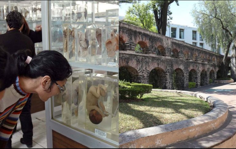 El Museo de Patología del Hospital General Eduardo Liceaga exhibe en sus vitrales al menos mil piezas diferentes de órganos. ESPECIAL / GOB. DE MÉXICO /INAH