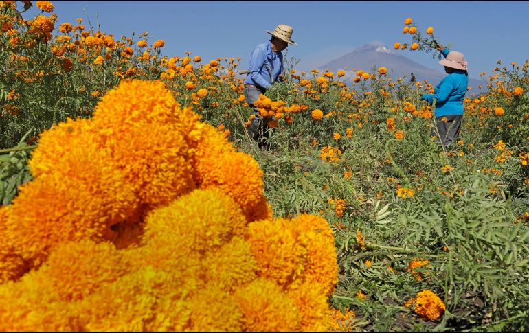 Una planta transgénica entra en la categoría de planta mejorada, pero hay dos diferencias básicas. EFE / H. RÍOS