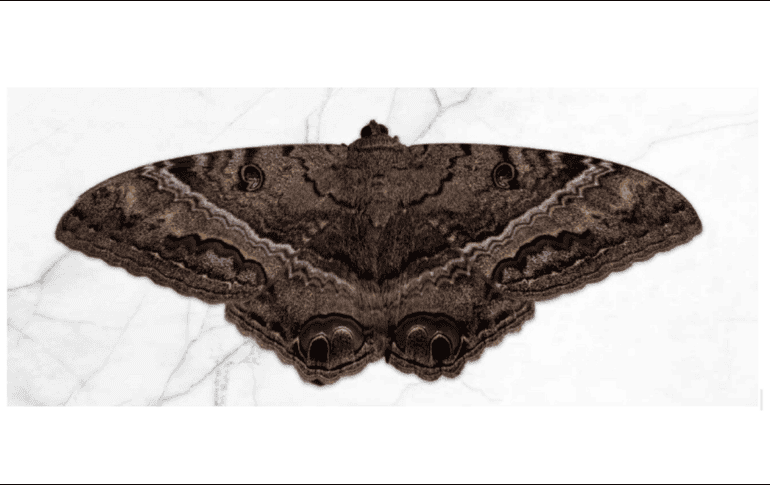 A pesar de los mitos en torno a ellas, son muy importantes polinizadoras. CORTESÍA / UNAM GLOBAL