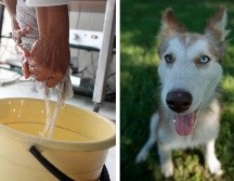 Uno de los líquidos preferidos para limpiar las excretas de las mascotas es el cloro; debido a su 
