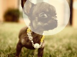 Los perros chihuahua se han distinguido entre otras razas de perro por temblar. EFE / ARCHIVO