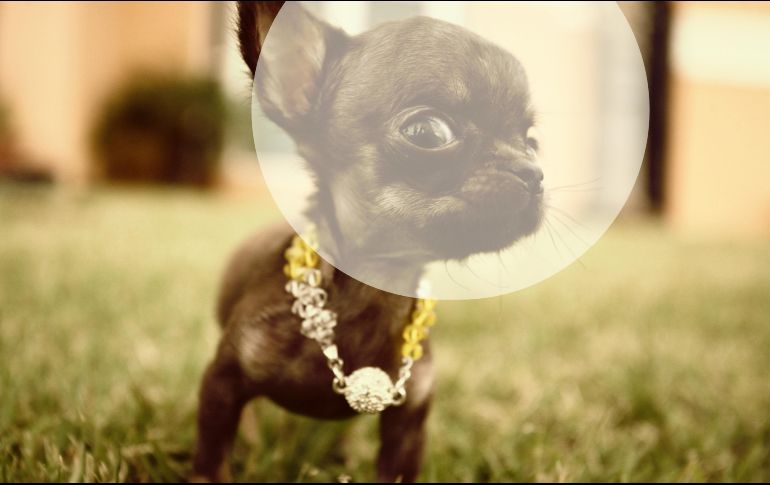 Los perros chihuahua se han distinguido entre otras razas de perro por temblar. EFE / ARCHIVO