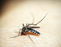 En 2023 van 10 veces más contagios (668) que las registradas 2022 (68).  Pixabay.