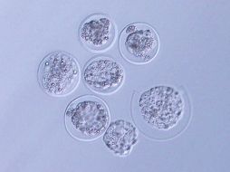Imagen microscópica de los embriones de ratón enviados al espacio. ESPECIAL/ Universidad de Yamanashi