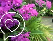 Súbete a esta tendencia y regala un ramito de violetas. AFP / ARCHIVO