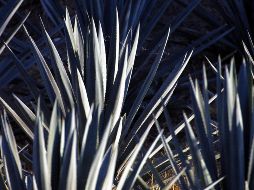 El estado de Michoacán se sumó a Jalisco y Guanajuato para garantizar que los cultivos de agave no causarán deforestación. EL INFORMADOR / ARCHIVO