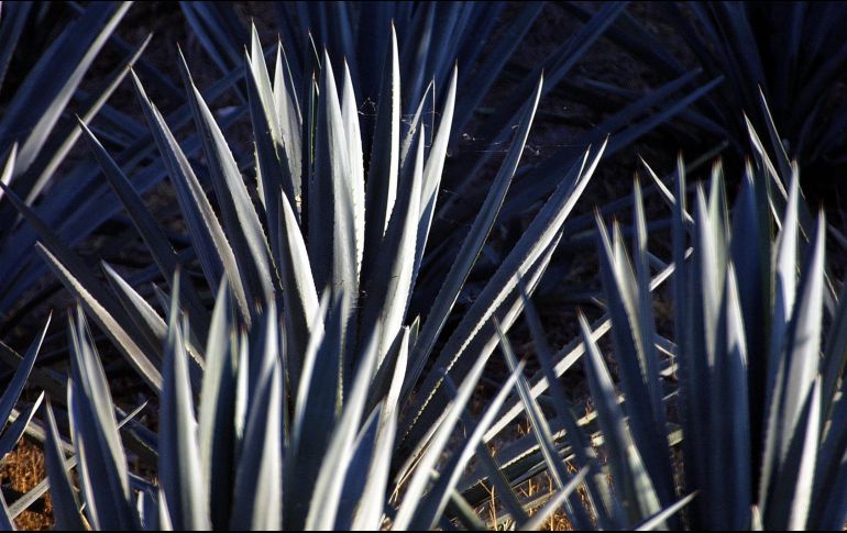 El estado de Michoacán se sumó a Jalisco y Guanajuato para garantizar que los cultivos de agave no causarán deforestación. EL INFORMADOR / ARCHIVO