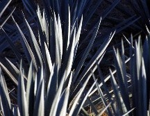 El estado de Michoacán se sumó a Jalisco y Guanajuato para garantizar que los cultivos de agave no causarán deforestación. EL INFORMADOR / ARCHIVO