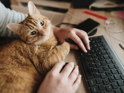 Using a desktop computer with a cat