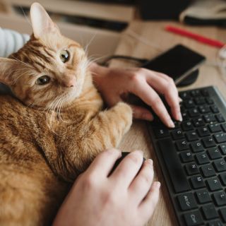 Las 5 mejores mascotas para espacios pequeños