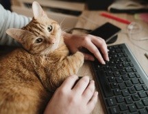 Using a desktop computer with a cat
