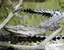 Son varios los ataques de cocodrilos a personas en Puerto Vallarta; también el hallazgo de ejemplares muertos. NTX / ARCHIVO
