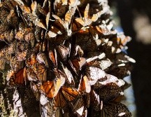 Las mariposas Monarca utilizan varias áreas protegidas federales, parques nacionales, Reservas de la Biosfera. EFE / ARCHIVO