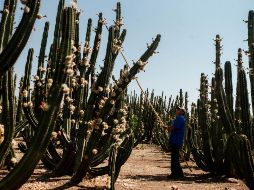 Amacueca, en la zona sur de Jalisco, se distingue por la producción de nuez, café y pitaya. EL INFORMADOR/Archivo
