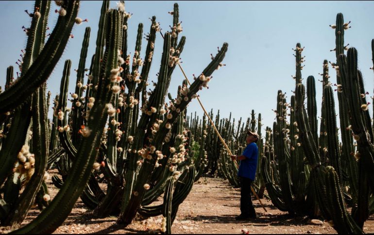 Amacueca, en la zona sur de Jalisco, se distingue por la producción de nuez, café y pitaya. EL INFORMADOR/Archivo