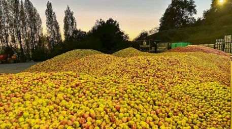 Todavía este mes se cosecharon manzanas de los campos del País Vasco. CORTESÍA