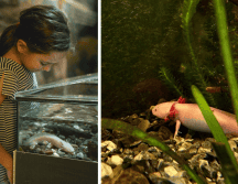 Si deseas adoptar un axolote, es posible gracias a una campaña lanzada por la UNAM. Sun/ Archivo.