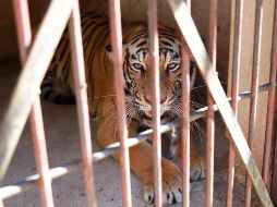 Yamile Lotfe Galán, directora de Protección Animal de Zapopan, explicó que tras realizar una revisión al ejemplar se confirmó que este se encuentra en buen estado de salud. CORTESÍA / Gobierno de Zapopan
