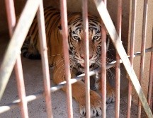 Yamile Lotfe Galán, directora de Protección Animal de Zapopan, explicó que tras realizar una revisión al ejemplar se confirmó que este se encuentra en buen estado de salud. CORTESÍA / Gobierno de Zapopan