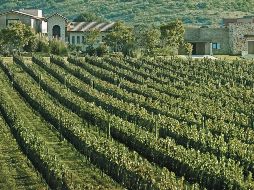 Sin ser una zona popularmente vinícola, Jalisco cuenta con varias opciones de viñedos. ESPECIAL / El Universal