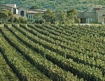 Sin ser una zona popularmente vinícola, Jalisco cuenta con varias opciones de viñedos. ESPECIAL / El Universal