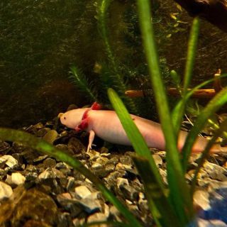 UNAM lanza el programa “Adopta un ajolote” para protegerlo de la extinción