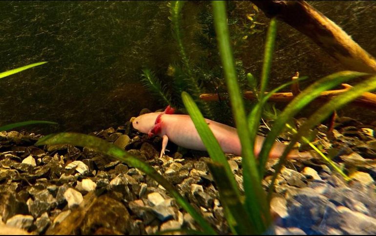 La campaña de recaudación de fondos surgió para contrarrestar los recortes de presupuesto que han tenido este tipo de proyectos. SUN/ARCHIVO